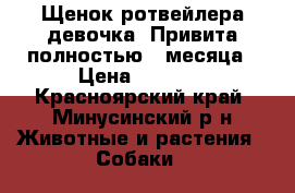 Щенок ротвейлера,девочка. Привита полностью,3 месяца › Цена ­ 7 000 - Красноярский край, Минусинский р-н Животные и растения » Собаки   